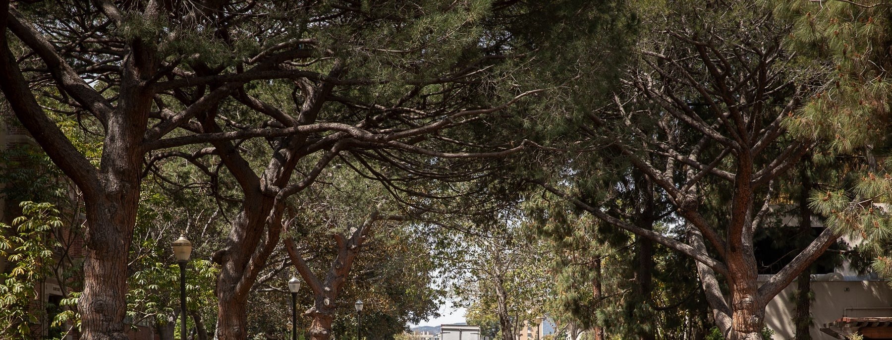 Trees